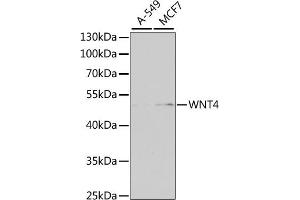 Western blot analysis of extracts of various cell lines, using WNT4 antibody (ABIN6130658, ABIN6150246, ABIN6150247 and ABIN6223774) at 1:1000 dilution. (WNT4 anticorps  (AA 122-351))