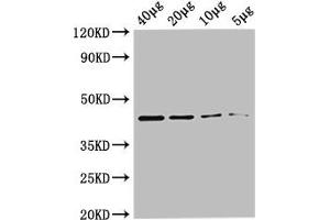 Western Blot Positive WB detected in: Rosseta bacteria lysate at 40 μg, 20 μg, 10 μg, 5 μg All lanes: metC antibody at 0. (MetC (AA 1-392) anticorps (Biotin))
