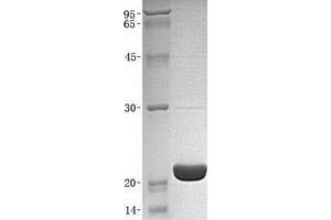 Validation with Western Blot