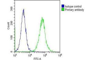 Overlay histogram showing Hela cells stained with (ABIN652911 and ABIN2842587) (green line).