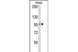 BCL6 Antibody (C-term) (ABIN656985 and ABIN2846168) western blot analysis in Hela cell line lysates (35 μg/lane). (BCL6 anticorps  (C-Term))