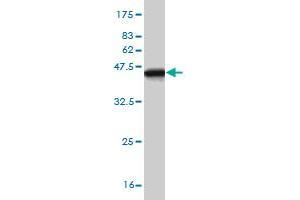 Western Blot detection against Immunogen (37.