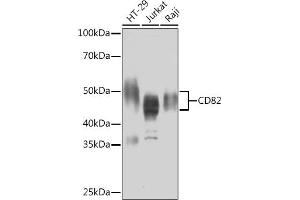 Western blot analysis of extracts of various cell lines, using CD82 Rabbit mAb (ABIN7266222) at 1:1000 dilution. (CD82 anticorps)