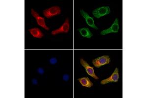 ABIN7094780 and ABIN7098831 staining Hela cells by IF/ICC. (Gastrin-Releasing Peptide anticorps  (Internal Region))