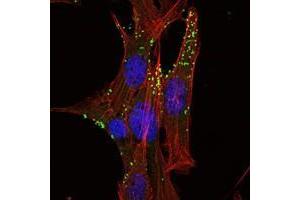 Immunofluorescence analysis of NIH/3T3 cells using KLHL1 antibody (green). (KLHL1 anticorps)