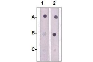 Dot Blot : 1 ug peptide was blot onto NC membrane. (JAK2 anticorps  (pTyr1007, pTyr1008))
