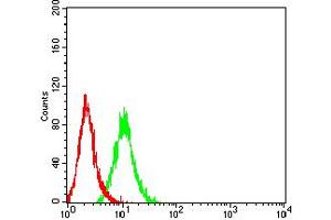 Flow cytometric analysis of Hela cells using TNFRSF11A mouse mAb (green) and negative control (red).