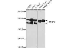 Western blot analysis of extracts of various cell lines, using FOXP1 Rabbit mAb (ABIN7267247) at 1:1000 dilution. (FOXP1 anticorps)