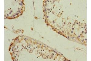Immunohistochemistry of paraffin-embedded human testis tissue using ABIN7146507 at dilution of 1:100 (CAMSAP2 anticorps  (AA 1-150))