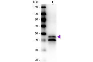 Western blot of Biotin conjugated Rabbit Anti-Ovalbumin primary antibody. (Ovalbumin anticorps  (Biotin))