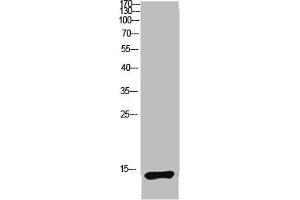 Western blot analysis of mouse lung lysate, antibody was diluted at 1:1000. (LC3B anticorps  (AA 1-50))