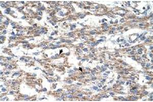 Immunohistochemical staining (Formalin-fixed paraffin-embedded sections) of human heart with DUT polyclonal antibody  at 4-8 ug/mL working concentration. (Deoxyuridine Triphosphatase (DUT) (C-Term) anticorps)