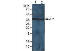 Figure. (Cyclin D1 anticorps  (AA 1-295))