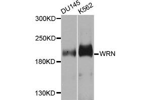 Western blot analysis of extracts of various cell lines, using WRN antibody (ABIN5996403) at 1/1000 dilution. (RECQL2 anticorps)