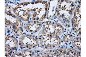 Immunohistochemical staining of paraffin-embedded Kidney tissue using anti-HDAC10mouse monoclonal antibody. (HDAC10 anticorps)