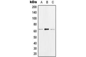 Western blot analysis of hnRNP K (pS284) expression in MCF7 EGF-treated (A), Raw264. (HNRNPK anticorps  (pSer284))