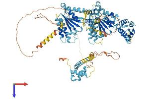 AlphaFold protein structure predicition of Human Recombinant NVL Protein, UniprotID O15381