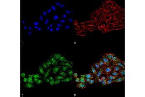 Immunocytochemistry/Immunofluorescence analysis using Rabbit Anti-WDR45 Polyclonal Antibody . (WDR45 anticorps  (AA 312-322) (PerCP))