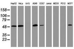 Image no. 3 for anti-CD4 (CD4) antibody (ABIN1497287) (CD4 anticorps)