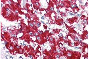 Human Adrenal (formalin-fixed, paraffin-embedded) stained with BAG1 antibody ABIN214400 at 2. (BAG1 anticorps  (N-Term))