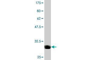 Western Blot detection against Immunogen (30.