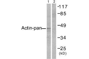 Western Blotting (WB) image for anti-Actin (pan) antibody (ABIN1848426) (Actin anticorps  (pan))