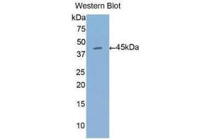 Western Blotting (WB) image for anti-Annexin A1 (ANXA1) (AA 1-346) antibody (ABIN1077718) (Annexin a1 anticorps  (AA 1-346))