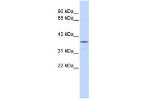 Image no. 1 for anti-Zinc Finger Protein 787 (ZNF787) (AA 180-229) antibody (ABIN6740286) (ZNF787 anticorps  (AA 180-229))