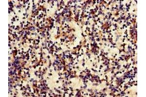 Immunohistochemistry of paraffin-embedded human spleen tissue using ABIN7158547 at dilution of 1:100 (FCGR3A anticorps  (AA 49-184))