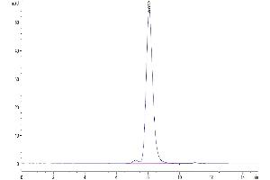 The purity of Mouse VSTM5 is greater than 95 % as determined by SEC-HPLC. (VSTM5 Protein (AA 28-146) (Fc Tag))