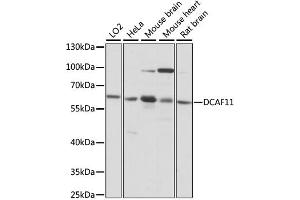 Western blot analysis of extracts of various cell lines, using DCAF11 antibody. (DCAF11 anticorps)