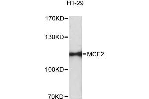 Western blot analysis of extracts of HT-29 cells, using MCF2 antibody. (MCF2 anticorps)