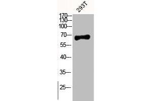 Western Blot analysis of 293T cells using Phospho-p63 (S455) Polyclonal Antibody (p63 anticorps  (pSer455))