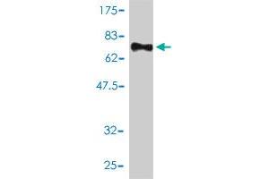 Western Blot detection against Immunogen (82.