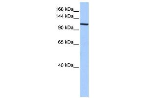 XPO1 antibody used at 0. (XPO1 anticorps)