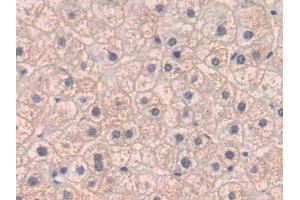 IHC-P analysis of Human Liver Tissue, with DAB staining. (PLGF anticorps  (AA 43-162))
