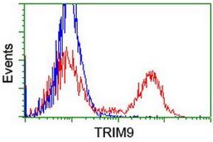 Image no. 3 for anti-Tripartite Motif Containing 9 (TRIM9) (AA 284-669) antibody (ABIN1491330) (TRIM9 anticorps  (AA 284-669))