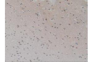 Detection of BMP9 in Human Brain Tissue using Polyclonal Antibody to Bone Morphogenetic Protein 9 (BMP9) (GDF2 anticorps  (AA 32-427))