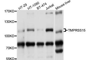 Western blot analysis of extracts of various cell lines, using TMPRSS15 antibody (ABIN4905445) at 1:1000 dilution. (TMPRSS15 anticorps)