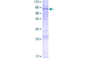 Image no. 1 for Lipase H (LIPH) (AA 1-451) protein (GST tag) (ABIN1309472)