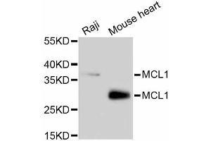 Western blot analysis of extracts of various cell lines, using MCL1 antibody (ABIN4904325). (MCL-1 anticorps)