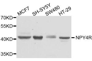 Western blot analysis of extracts of various cell lines, using NPY4R antibody. (NPY4R anticorps  (AA 1-80))