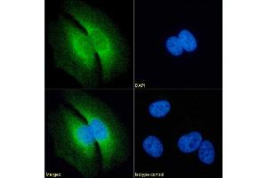 Immunofluorescence staining of fixed HeLa cells with anti-RAP antibody 7F1. (Recombinant LRPAP1 anticorps)