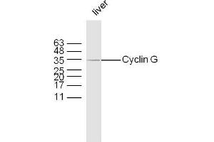 Mouse liver lysates probed with Rabbit Anti-Cyclin G Polyclonal Antibody, Unconjugated  at 1:300 overnight at 4˚C.