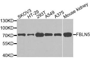 Western blot analysis of extracts of various cell lines, using FBLN5 antibody. (Fibulin 5 anticorps)