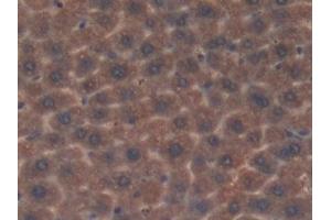 Detection of Grb7 in Mouse Liver Tissue using Polyclonal Antibody to Growth Factor Receptor Bound Protein 7 (Grb7)