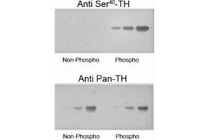 Western blot of recombinant phospho-TH and non-phospho-TH showing selective immunolabeling by the phosphospecific antibody of the ~60 kDa TH phosphorylated at Ser40. (Tyrosine Hydroxylase anticorps  (pSer40))