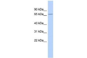 ZNF404 antibody used at 0. (ZNF404 anticorps  (Middle Region))