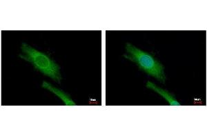 ICC/IF Image DAP5 antibody detects EIF4G2 protein at cytoplasm by immunofluorescent analysis.