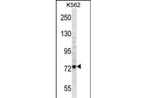 THNSL1 Antibody (C-term) (ABIN657251 and ABIN2846349) western blot analysis in K562 cell line lysates (35 μg/lane). (THNSL1 anticorps  (C-Term))